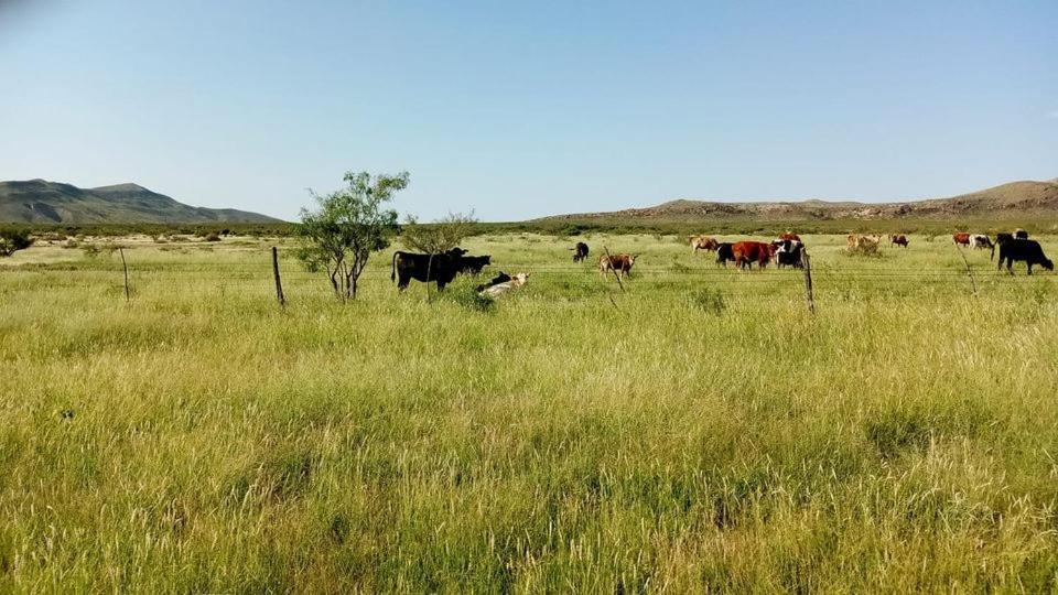 Camping At Desert Gardens Oasis In Lobo, Tx 范霍恩 外观 照片