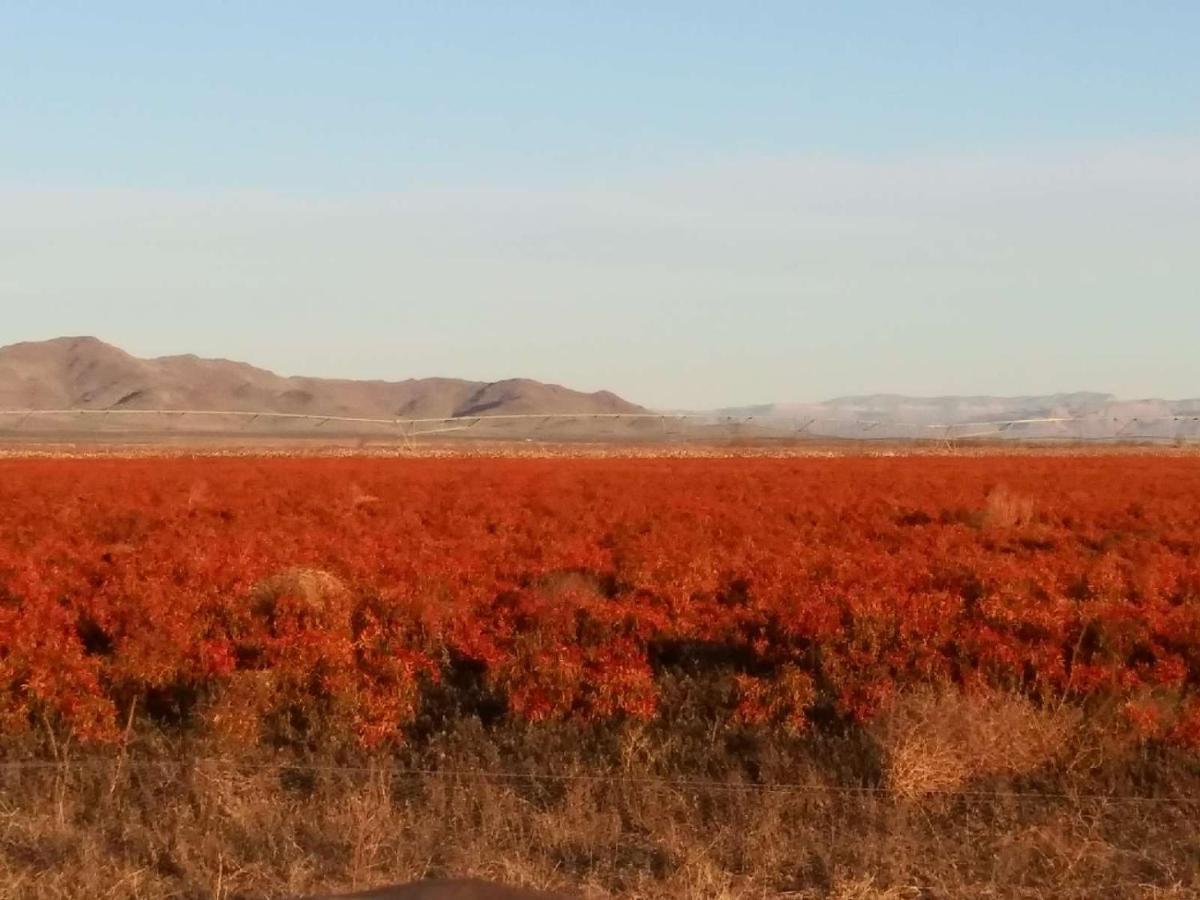 Camping At Desert Gardens Oasis In Lobo, Tx 范霍恩 外观 照片