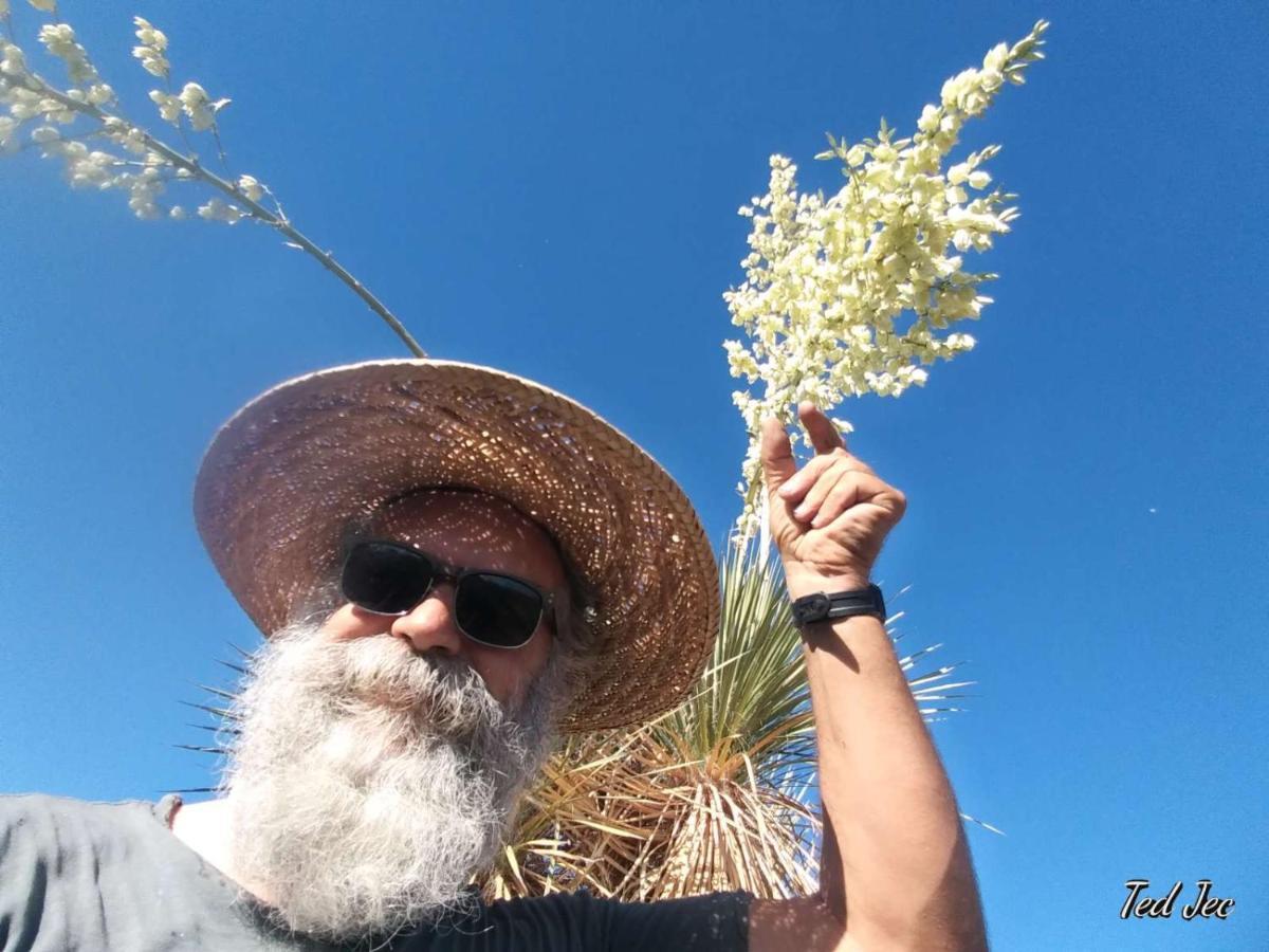 Camping At Desert Gardens Oasis In Lobo, Tx 范霍恩 外观 照片