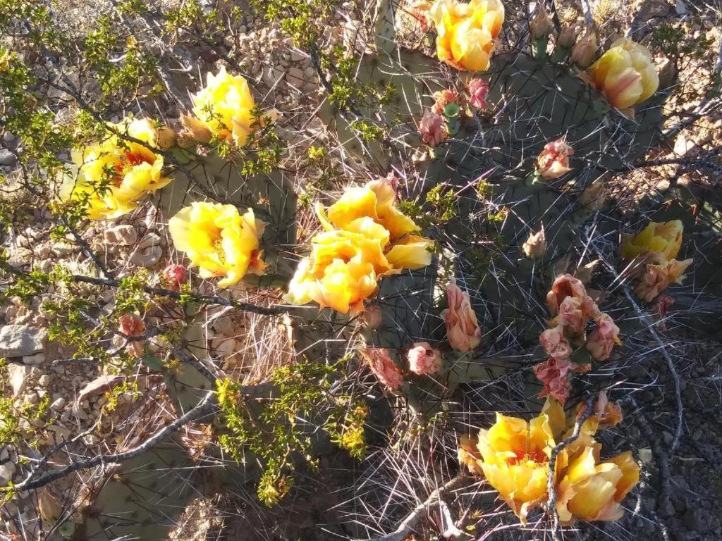 Camping At Desert Gardens Oasis In Lobo, Tx 范霍恩 外观 照片