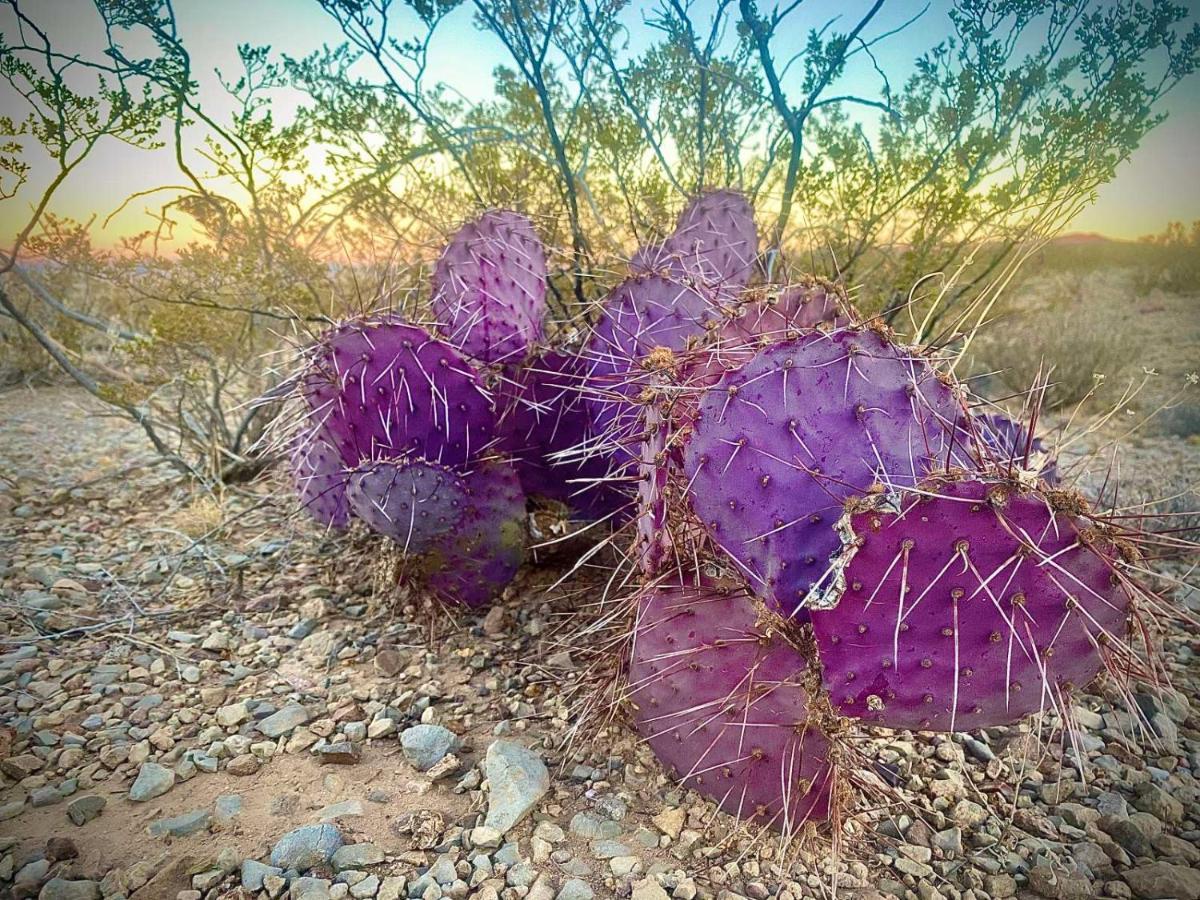 Camping At Desert Gardens Oasis In Lobo, Tx 范霍恩 外观 照片